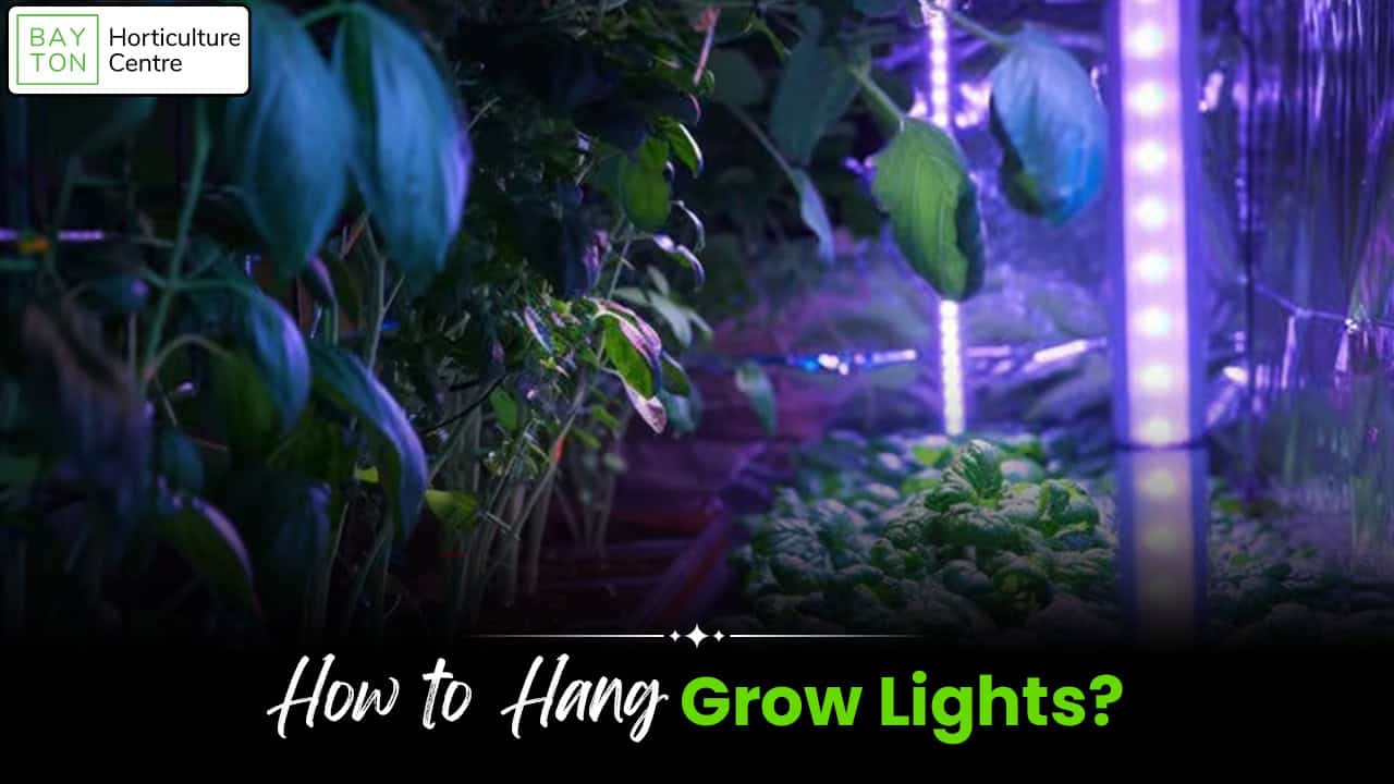 How to Hang Grow Lights?