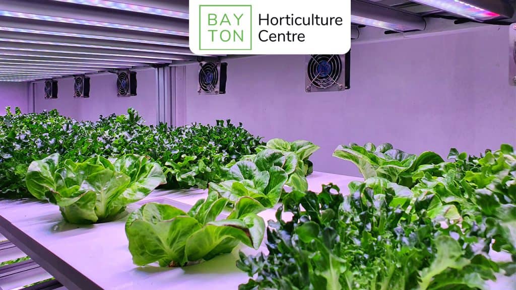 Choosing the Best Grow Lights for Healthy Plants