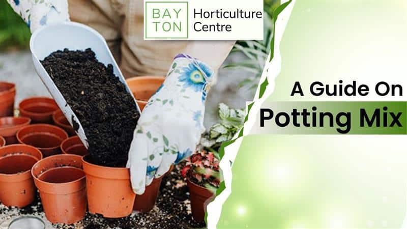 A person wearing floral gardening gloves is filling terracotta pots with dark potting mix using a white scoop. The text on the image reads “A Guide on Potting Mix” and includes the logo of Bayton Horticulture Centre.
