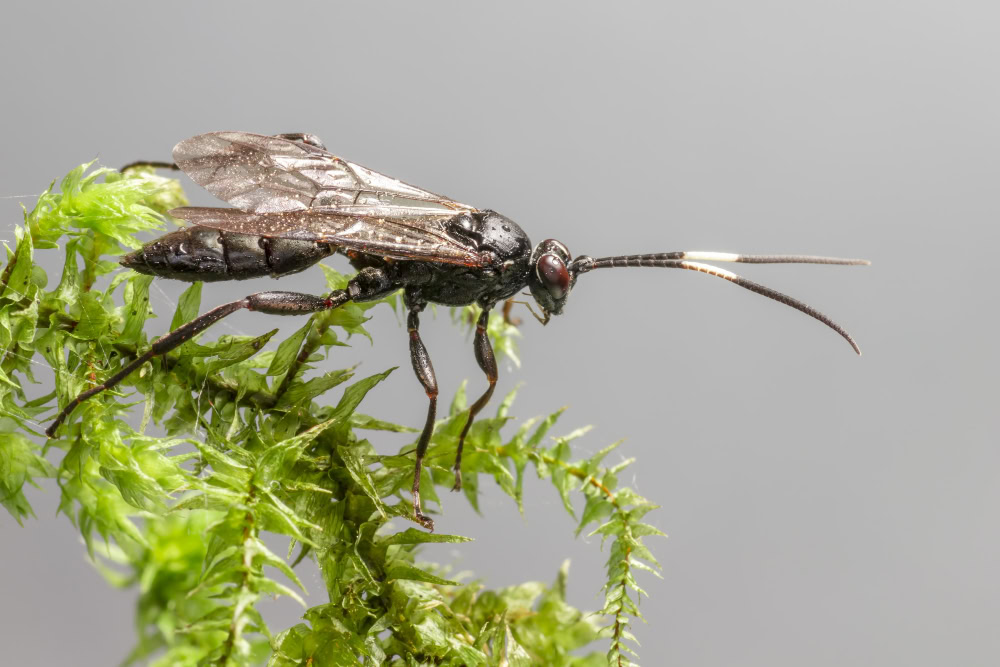 Ways to Prevent and Get Rid of Earwigs