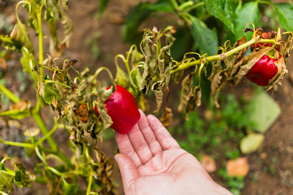 Get Rid of Tomato Hornworms