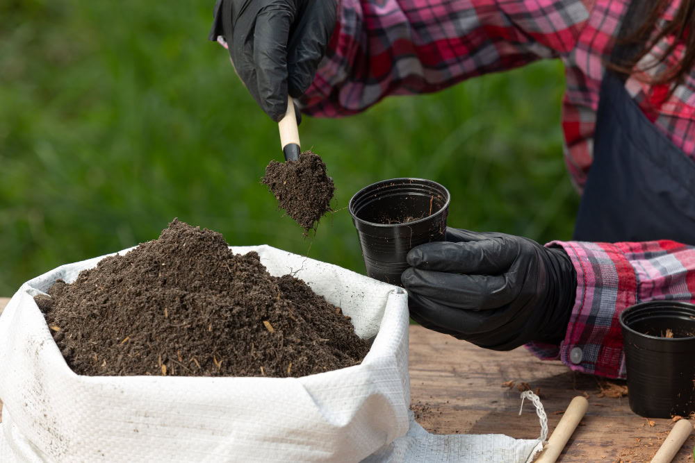 plants at different stages with the best fertilisers