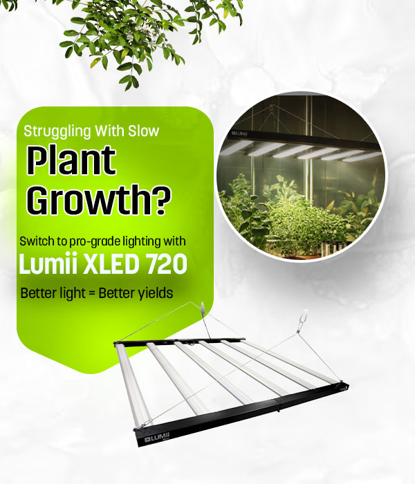 Indoor plant growth lighting with Lumii XLED Z720 for better yields.